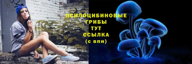 Псилоцибиновые грибы Psilocybe  Грозный 